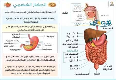 الجهاز الهضمي