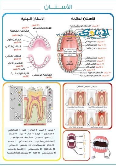 الاسنان