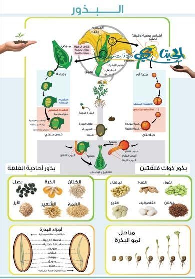 البذور