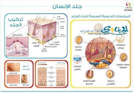 جلد الانسان