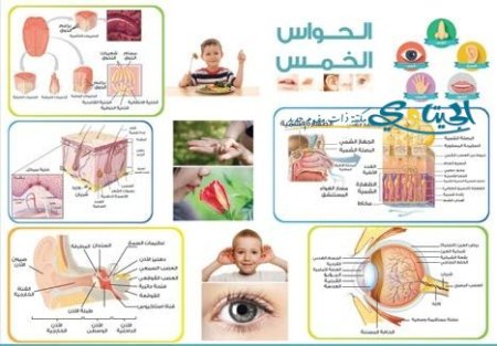 الحواس الخمس