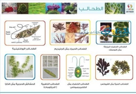 الطحالب