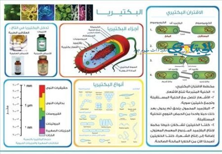 البكتيريا