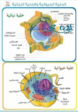 الخلية الحيوانية و النباتية