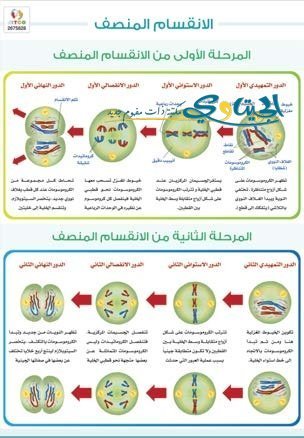 الانقسام المنصف